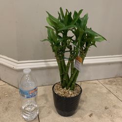 Lucky Bamboo Plant 
