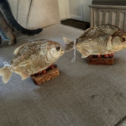 Taxidermy Piranha Fish!! $50 Each!!