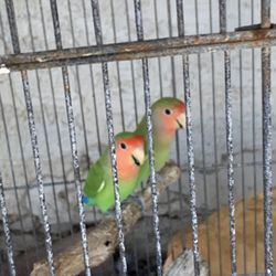 Bird Cage