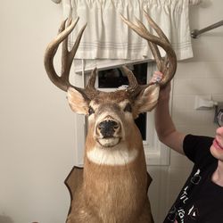 Whitetail Deer Shoulder Mount