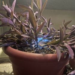 Purple Hearts Plant ***PRICE REDUCTION***