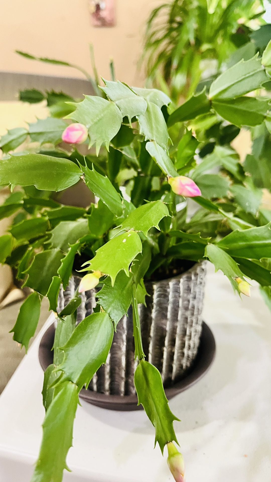 Beautiful Christmas Cactus