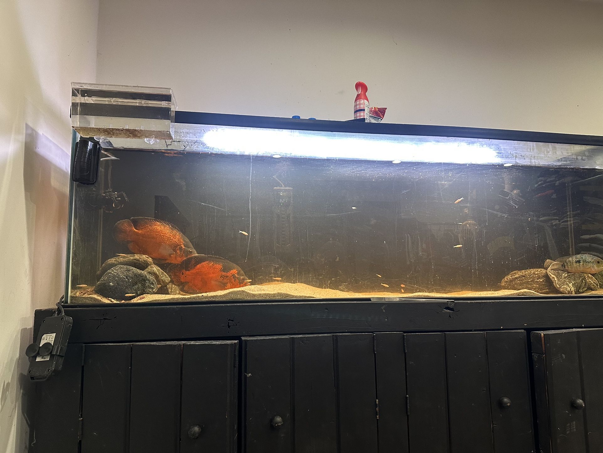 Fish tank for sale
