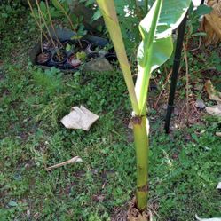 Huge Mothers Day Perennial Plant Sale (prices Below)