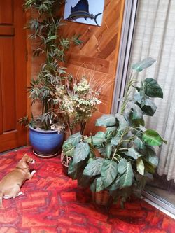 Silk artificial plants