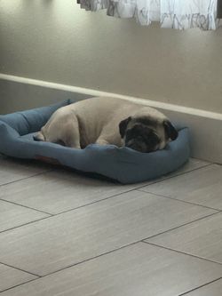 Dog bed