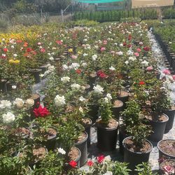 I’m Selling Roses In Different Colors There In 5 gallons
