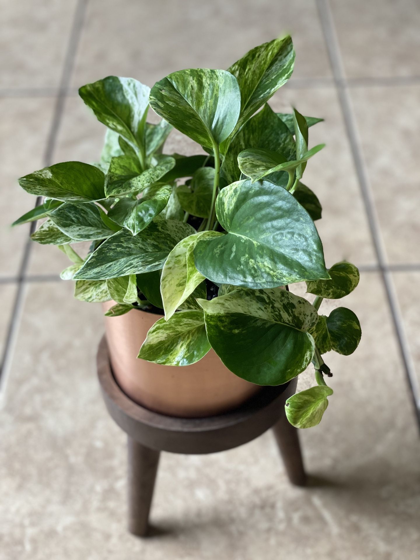 Marble Queen Pothos Full Plant