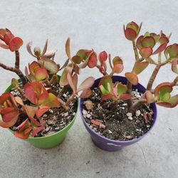2 pots Beautiful red lucky Jade plant Money tree  Limited off hurry buy