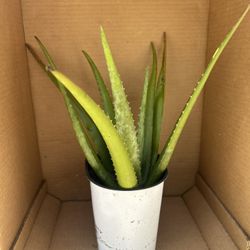 Plants for sale 