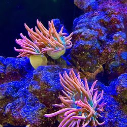 Rainbow Bubble Tip Anemone