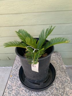 #53- Sago Palm Tree
