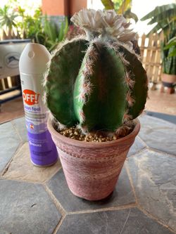 Cactus