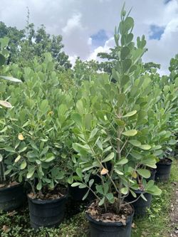 Clusia Hedges 25gl 6.5-7'ft☘️$95