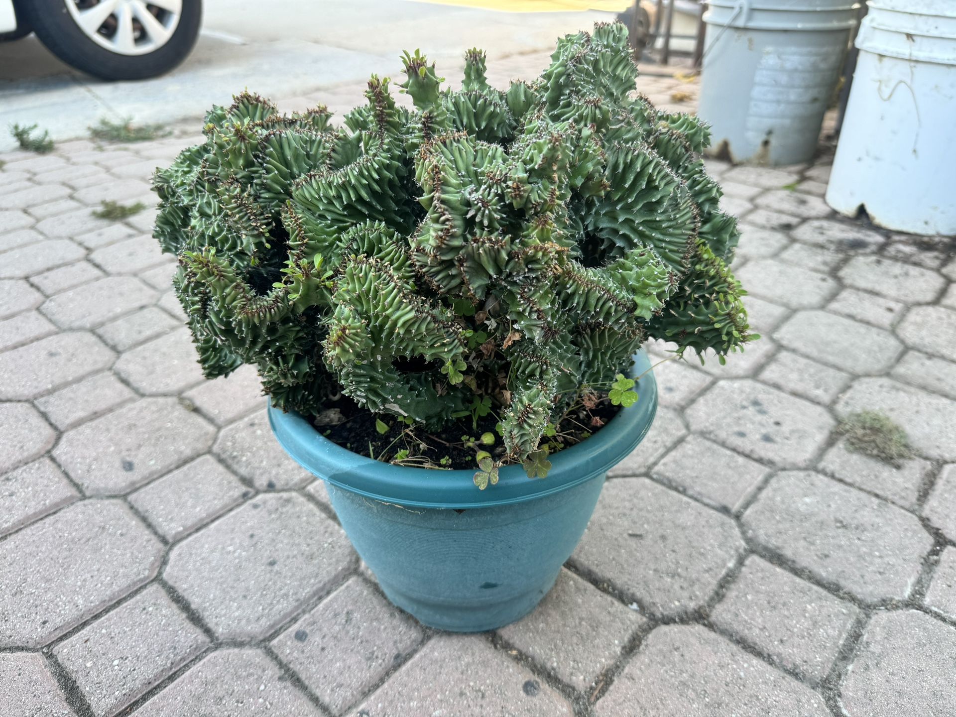 Weird Cactus