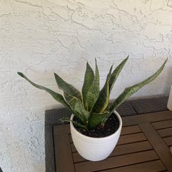 Snake plant in ceramic pot