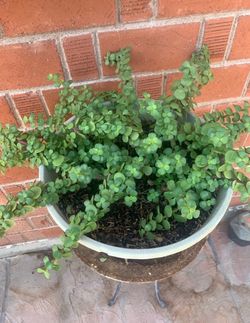 Plants