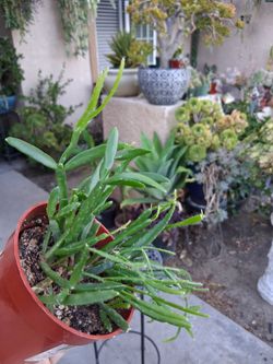Rhipsalis TRIGONA Plant $18