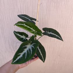 4” syngonium wendlandii