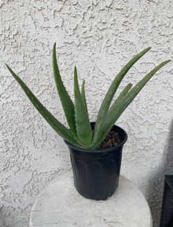 1 Gallon Pot of Succulent Plant - Aloe Vera - Aloe Officinalis Crosby’s Prolific - Established & Rooted - Drought Resistant - 🪴