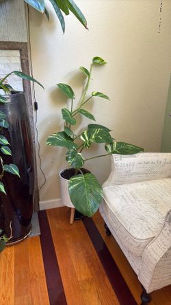 Real plant inside plant …. Planta de interior  91 ave Indian school