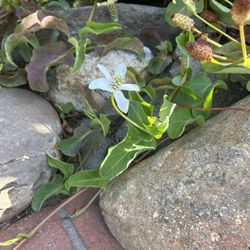 Pond Plant- Yerba Mansa 