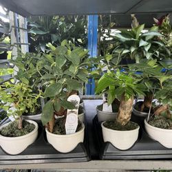 Mini Bonsai In 4” Ceramic Pot. SPECIAL PRICE 🤩