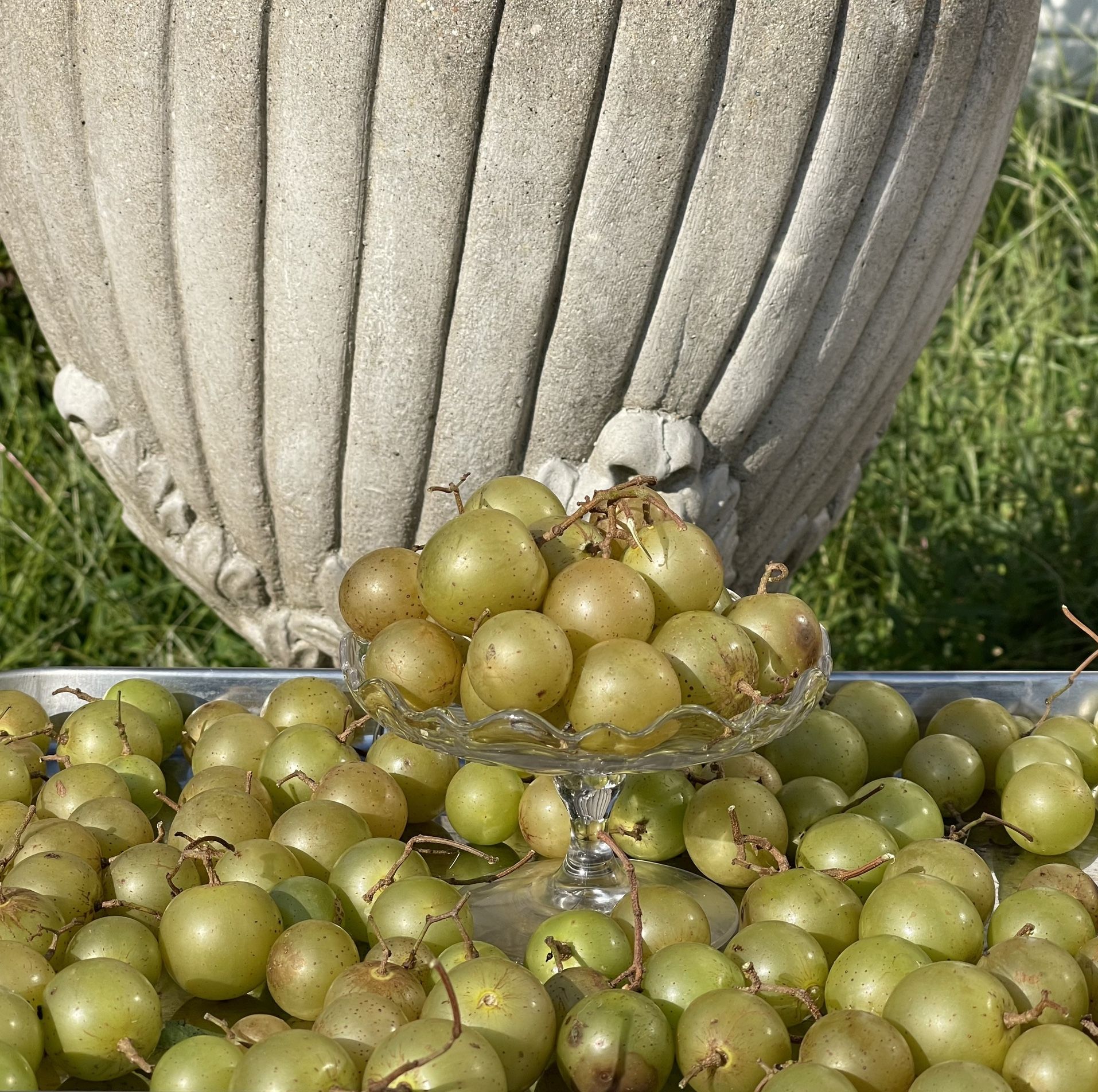 Muscadine bronze grape