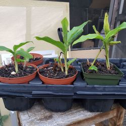 Cardimom plants