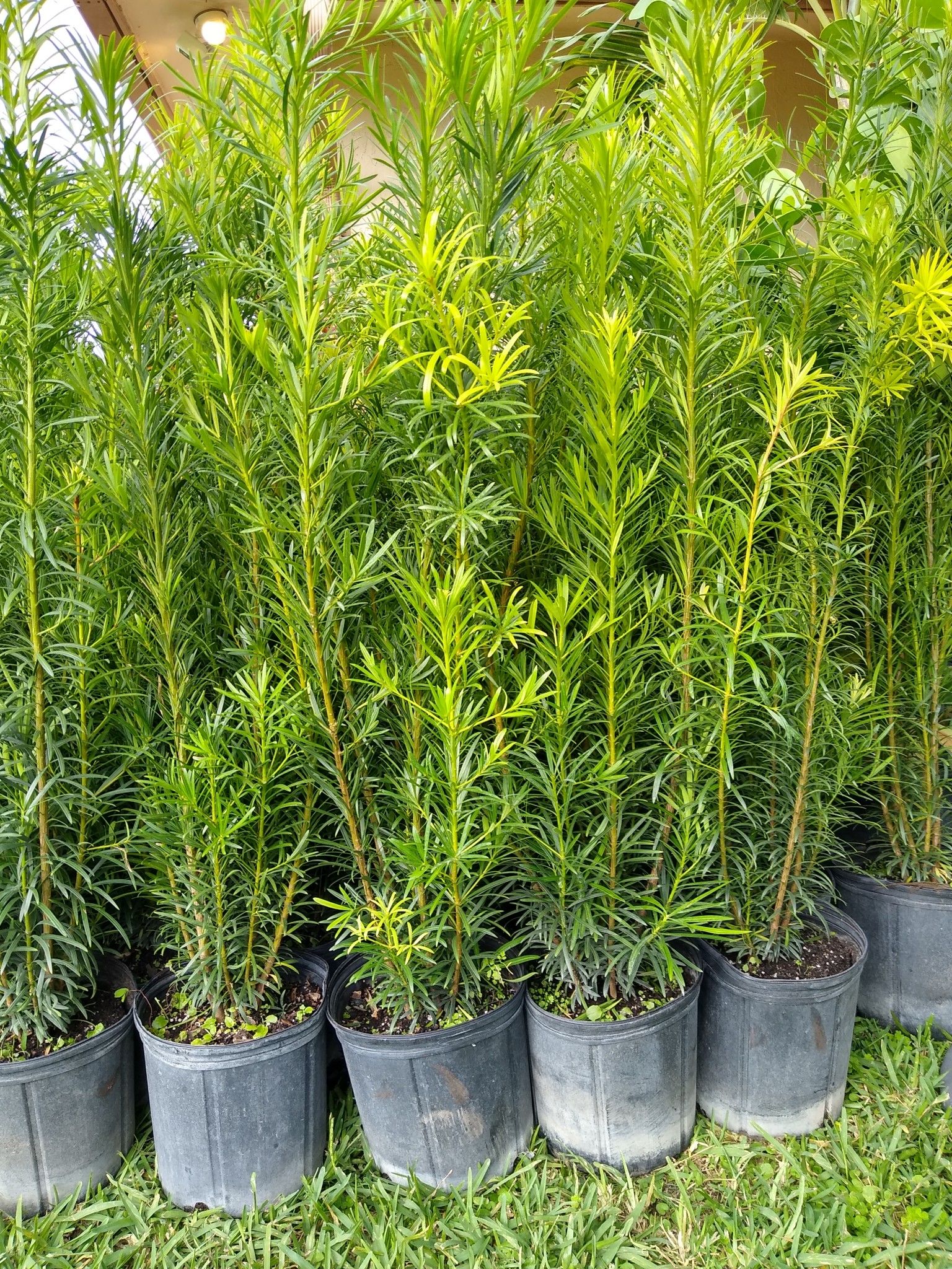 Lindas plantas de Podocarpus para Hedge! Casi 4 FEET TALL