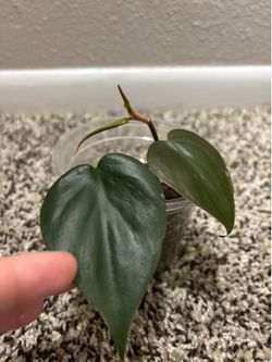 Heart leaf philodendron ( pick up only )