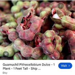 Arbolitos De Guamuchil O Pinzan Pinsan En Perris 