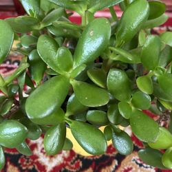 Jade Tree