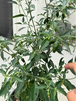 5 gal chili pepper 🌶️ tree / bushy !