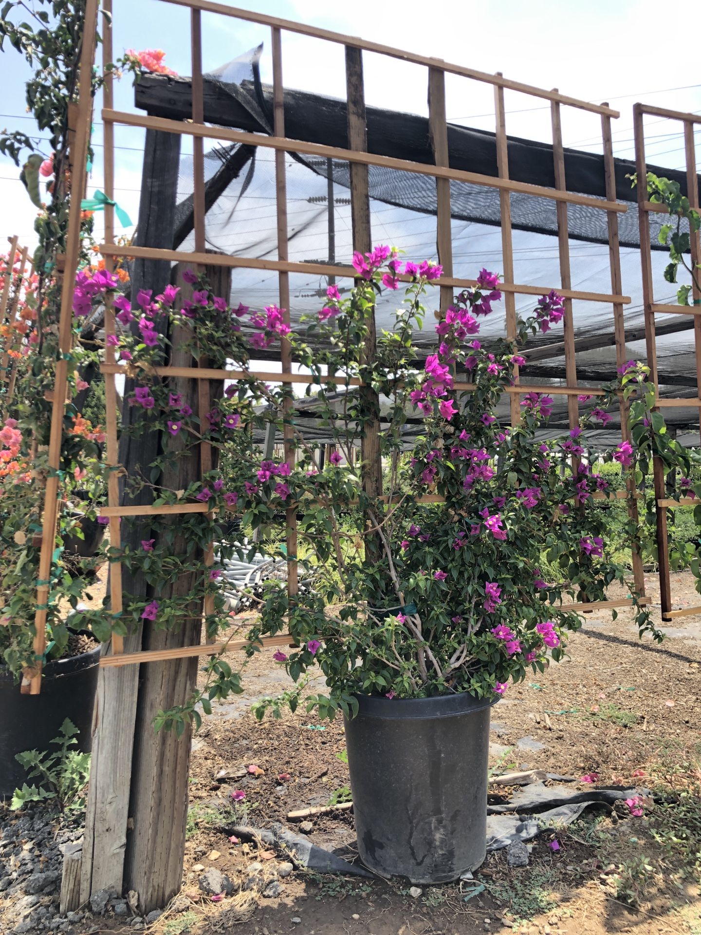 5x5’ Bougainvilleas trellis flowers hedges trees Landscape Plants Ferns succulents grass