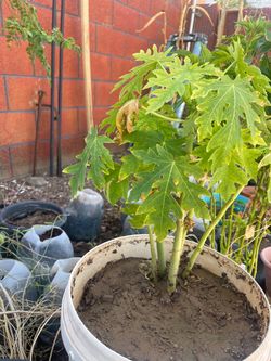 Papaya plant