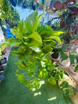 Plants (6”pot🌿Golden Pothos )