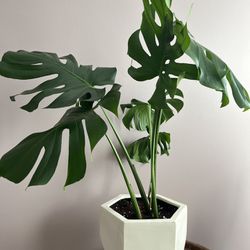 Monstera Plant And Pot