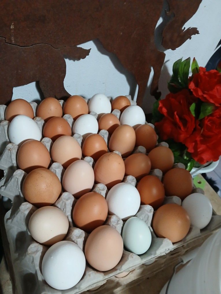 Farm Fresh Eggs Huevos Fresco Rancheros