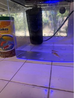 Gold Fish