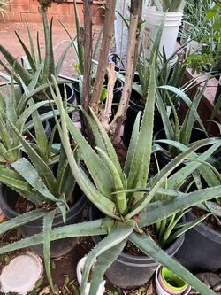Largest Collection Of Aloe Vera Plants