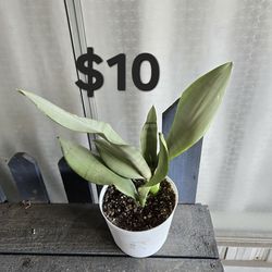 Moonshine Snake Plant
