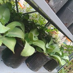 mala madre de un galón 