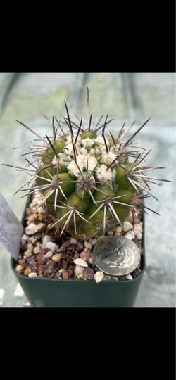 Copiapoa