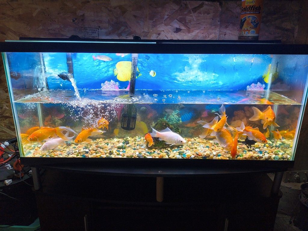 Pecera Grande Con Su Filtro Y Accesorios Para Limpieza De Pecera