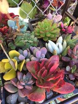 Succulents 4”