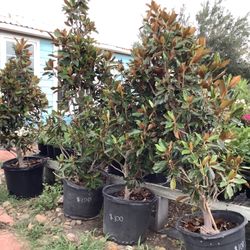 Little Gem Magnolia Trees 15gallon @@956@@292@@8442@