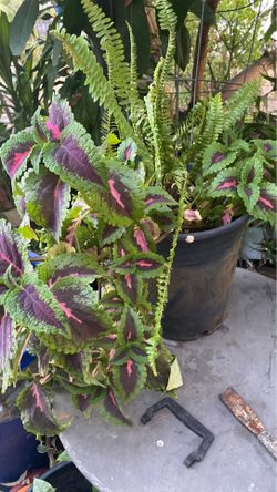 Plant