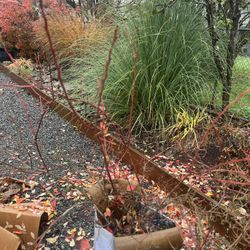 Highberry Blueberry Bushes