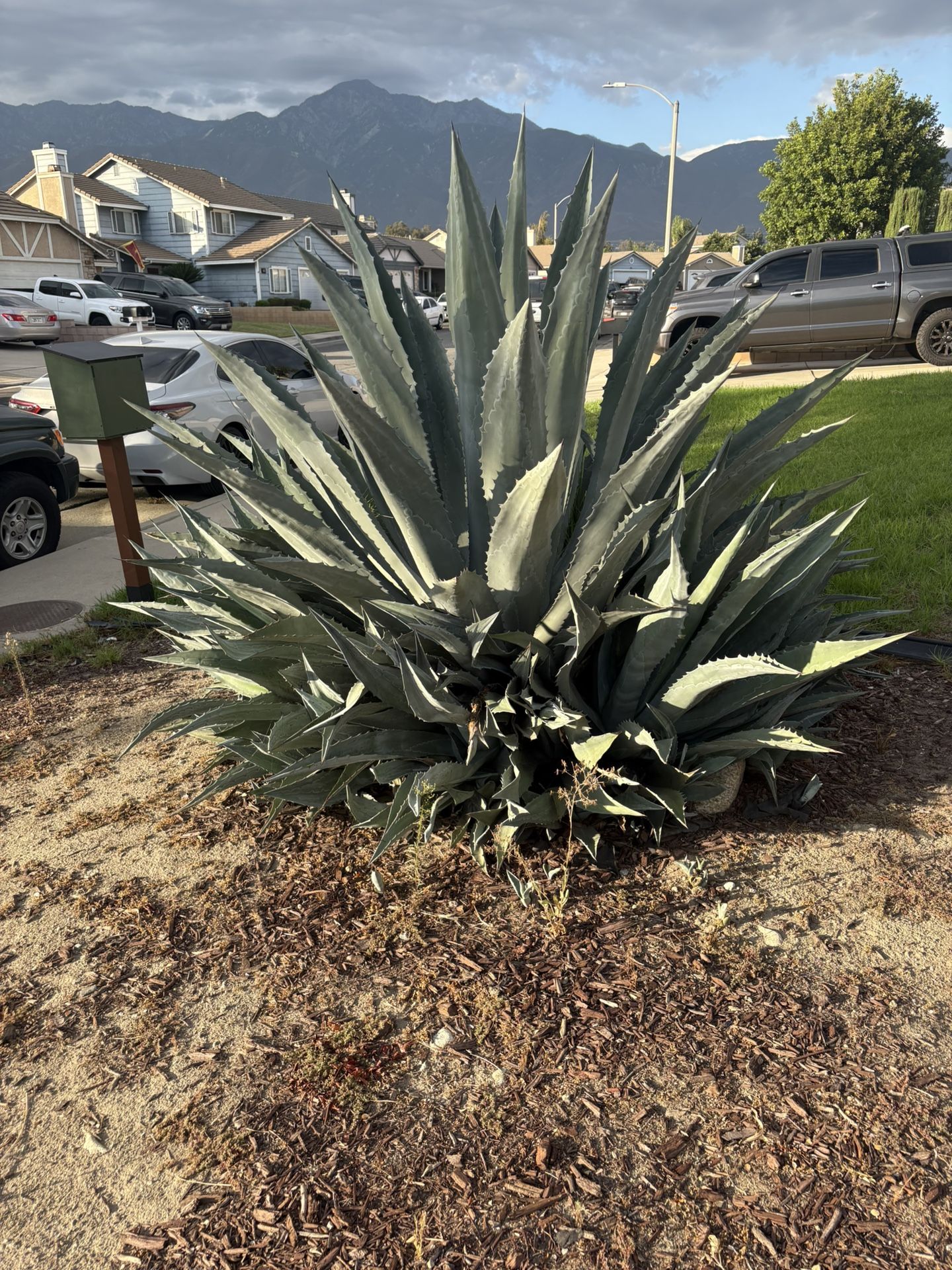 Blue Agave Plant